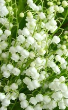 valley plants lily for sale  Carol Stream