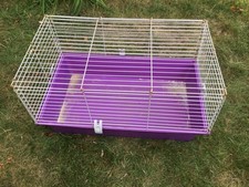 Two indoor guinea for sale  BROMLEY