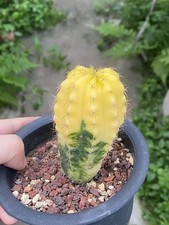 Discocactus ferricola coltivaz usato  Spedire a Italy