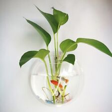 Wandvase transparent pflanzen gebraucht kaufen  Heitersheim