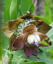 Ensete superbum cliff for sale  San Francisco