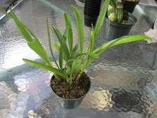 valley plants lily for sale  West Palm Beach