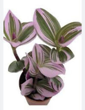 Rooted tradescantia nanouk for sale  BIRMINGHAM