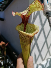 Sarracenia moorei leah usato  Roma