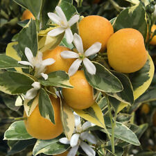 Citrus mitis variegato usato  Trappeto