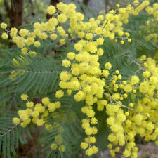 Acacia decurrens dealbata for sale  Oakland Gardens