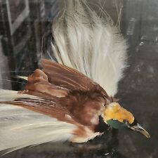 Bird paradise taxidermy for sale  Dana Point