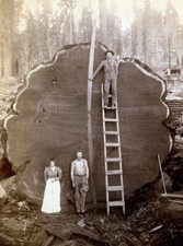 Falling redwood california for sale  Ashtabula