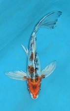 11.5 butterfly yamata for sale  Estill