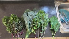Kale nero toscana for sale  BIGGLESWADE