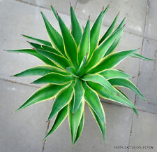 Rare agave desmettiana for sale  Miami