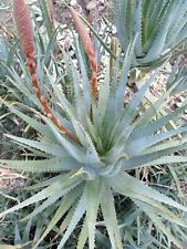 zago aloe usato zago aloe usato Caronia