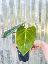 Philodendron splendid hybrid for sale  Homestead