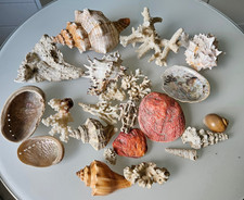 Konvolut muschel meeresschneck gebraucht kaufen  Gifhorn