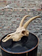 Crane bouc taxidermie d'occasion  Villeneuve-d'Ascq-