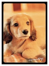 2005 dachshund friends for sale  Mason