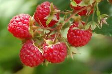 100 graines framboise d'occasion  Clermont-Ferrand-