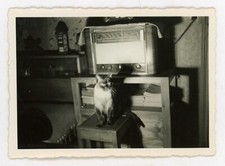 Snapshot chatte original d'occasion Snapshot chatte original d'occasion  Toulouse-