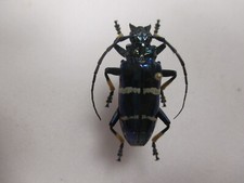 Entomologie cerambycidae sphin d'occasion  Cuise-la-Motte