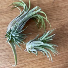 Indoor air plant for sale  KETTERING