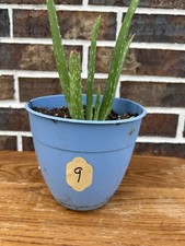 Aloe vera plant for sale  Manvel
