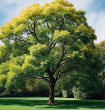 Fraxinus pennsylvanica tree for sale  Oakland Gardens