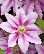 Pianta clematis montana usato  Montichiari