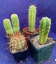 Cactus pack columnar for sale  PENZANCE