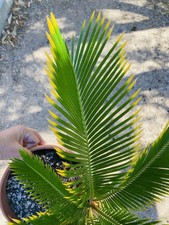 Cycas revoluta aurea d'occasion  Le Cannet