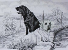 Black golden labrador for sale  NORWICH