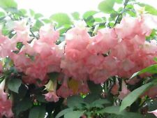 Pink brugmansia angel for sale  Livingston