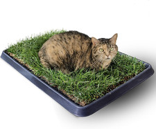 Gatto kit cuccia usato  Roma
