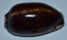 Coquillages cypraea eglantina d'occasion  Agde