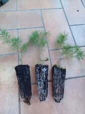 Pinus sylvestris pino usato  Ardea