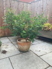 Lilac syringa meyeri for sale  LONDON