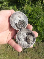 Rare androgynoceras maculatum for sale  REDCAR