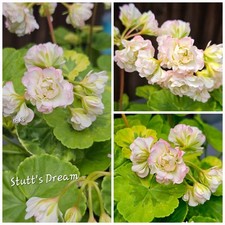 Pelargonie geranie stutt gebraucht kaufen  Naila