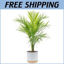 Majesty palm tree for sale  Gloucester City