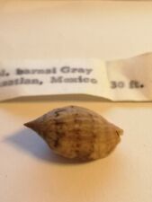 Voluta lyria barnesii. d'occasion  Jacou