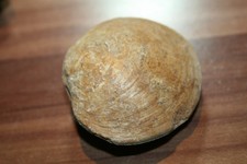 versteinerte schnecke gebraucht kaufen versteinerte schnecke gebraucht kaufen Dietenhofen