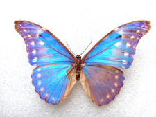 Morphinae morpho rhetenor d'occasion  Gordes