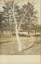 Cartão postal foto real RPPC MASS A Lovely Birch Holbrook Massachusetts comprar usado  Enviando para Brazil