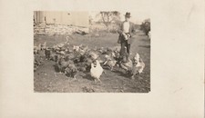 Chicken farmer flock for sale  Ashland