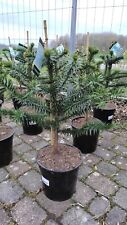 Araucaria araucana abete usato  Spedire a Italy