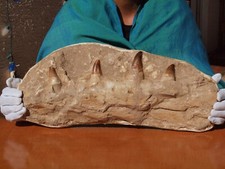 Massive mosasaur dinosaur for sale  Tucson