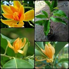 Planta viva enxertada Michelia Champaca (flores amarelas) fitossanitária livre de árvores comprar usado  Enviando para Brazil