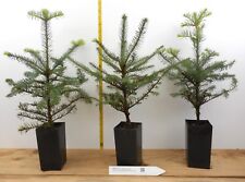 Abies procera noble for sale  Albany