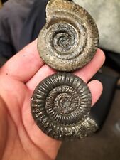 Dactylioceras hildoceras bifro for sale  REDCAR
