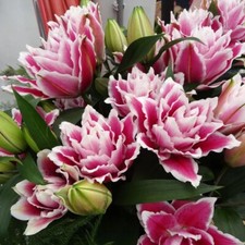 Samantha rose lily for sale  Hayden