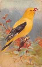 Postcard birds golden for sale  BRISTOL